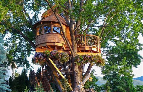 asstr treehouse|tree house .